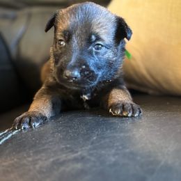 Green Collar - Mahogany male Belgian Malinois puppy in Denver, Colorado from Morales Kennels