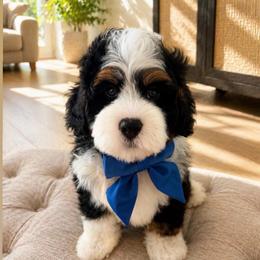 Oliver - Tri-color male Bernedoodle puppy in Ormond Beach, Florida from Florida Coast Doodles