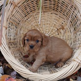 Seth - Ruby male Cavalier King Charles Spaniel puppy in Lula, Georgia from Cavaliers by Crumley