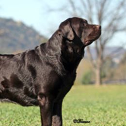 Labrador Retrievers from Dreamweaver Labradors