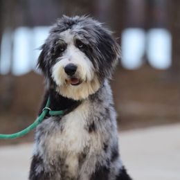 Stormy - Bernedoodle