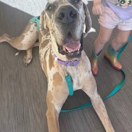Great Dane puppies from Parker's Great Danes