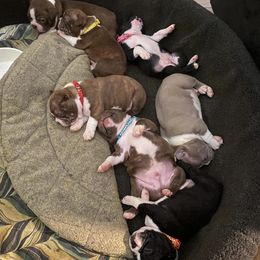 Boston Terriers from Southern Troutt Boston Terriers
