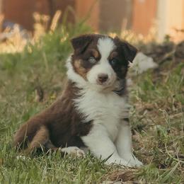 Patriot - Red tri-color male Australian Shepherd puppy in Cotati, California from Tried and True Aussies