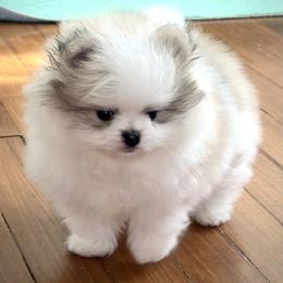 BENTLEY - Cream sable parti male Pomeranian puppy in Pavilion, New York from Calverton Pomeranians