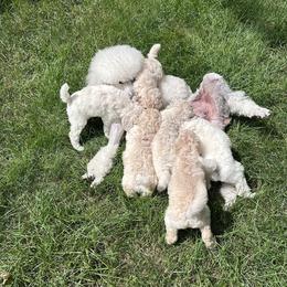 Chinese Crested and Poodle Puppies from Mindy Dobrow's Chinese Crested Puppies and standard poodles