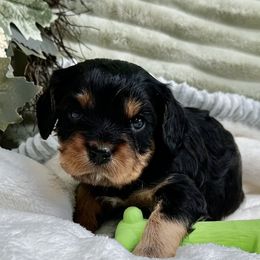 Cavapoos from Parkman’s Puppies