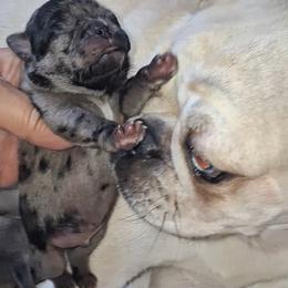 Blue Merle Boy 1 - Black male Pug puppy in Gadsden, Alabama from Carla's Pugs