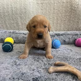 Silver Collar Male - Yellow male Labrador Retriever puppy in Hurtsboro, Alabama from PARK’s Family Farm