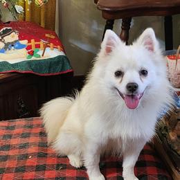 Sawyer - American Eskimo Dog