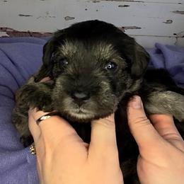 Dorothy - Salt and pepper female Miniature Schnauzer puppy in Coarsegold, California from Halo Schnauzer