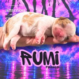 Rumi - Blenheim female Cavalier King Charles Spaniel puppy in Ammon, Idaho from Ammon Acres Cavaliers