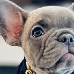 French Bulldogs from M&M Utah Frenchies