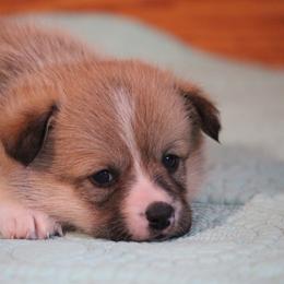Rose - Sable female Pembroke Welsh Corgi puppy in Fort Madison, Iowa from Bellwether Acres