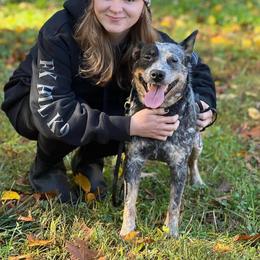 Abilene - Australian Cattle Dog