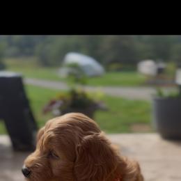 Red Girl - Apricot female Goldendoodle puppy in Sheldon, Vermont from Ole Poor Farm