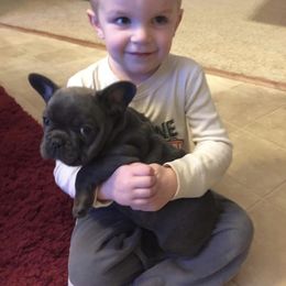 French Bulldog Puppies from Bleu Steele French Bulldogs