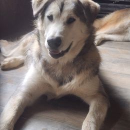 Pink collar girl - Sable and white female Alaskan Malamute puppy in Grayson County, Virginia from River Bend Malamutes