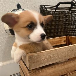 Hazel - Pembroke Welsh Corgi puppy from CanaanCorgis