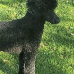 Poodles from Morris Prancing Poodles