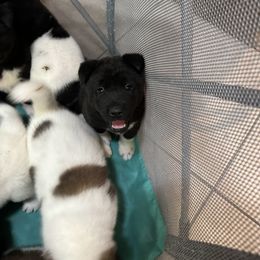 Akita Puppies from Gloe Akita's