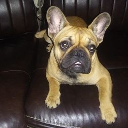 French Bulldogs from Fetching Frenchies of SWFL