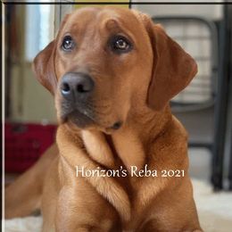 REBA - Labrador Retriever