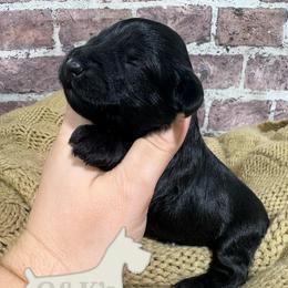 Delilah - Black female Miniature Schnauzer puppy in Lufkin, Texas from C&K’s Schnauzer House