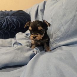Male 1 - Black and gold male Yorkshire Terrier puppy in Hesperia, California from Diamond Doll Yorkies