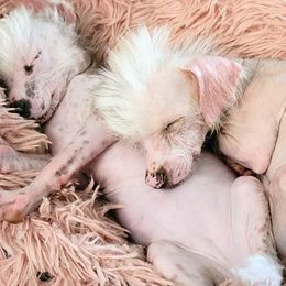 Chinese Cresteds from Pinky's Pups; Chinese Crested's Love + U