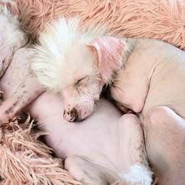 Chinese Cresteds from Pinky's Pups; Chinese Crested's Love + U