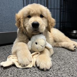 Golden Retriever Puppies from Davis Pond Goldens