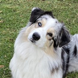 Capri - Australian Shepherd