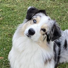 Capri - Australian Shepherd