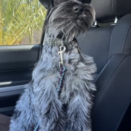 Dachshunds and Miniature Schnauzers from The Bearded Companions