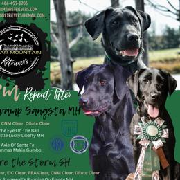 Labrador Retriever puppies from Cedar Mountain Retrievers