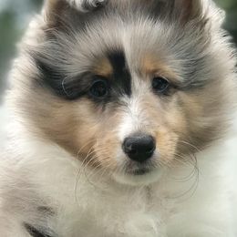 Shetland Sheepdogs from Beverly Polisseni
