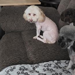 Poodles and Yorkshire Terriers from Sonshine Yorkies