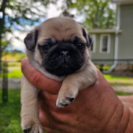 King Arthur - Fawn male Pug puppy in Watertown, Wisconsin from Lil'Farm Pugs