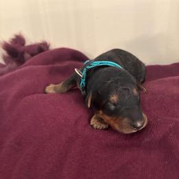 Miss Aqua - Black and tan female Airedale Terrier puppy in Huntersville, North Carolina from Cool Hand Luke Kennels