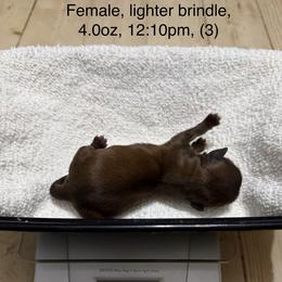Girl 2 - Shih Tzu puppy from Little Lion Puppies