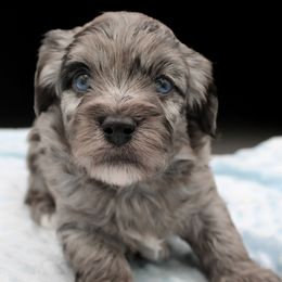 Hagrid - Blue male Havapoo puppy in Hendersonville, North Carolina from Grayfinn House