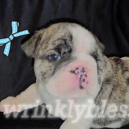 Artie - Red brindle and white male Bulldog puppy in Granville, Iowa from Wrinkly Blessings English Bulldogs