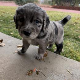 Gray - Merle female Golden Aussiedoodle puppy in Chino Valley, Arizona from AZ Stickerdoodles