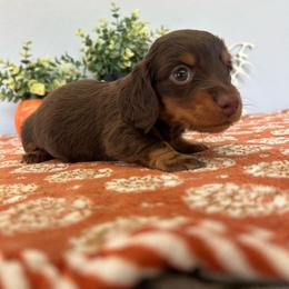 Tsukemen - Chocolate and tan male Dachshund puppy in Temecula, California from Naomi Magee's Dachshund Kennel