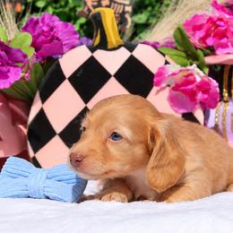 Lucky - Cream male Dachshund puppy in Woodbine, Georgia from Walker's Minidachs