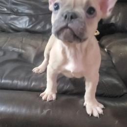 Ruger - Blue fawn male French Bulldog puppy in Stockton, Missouri from Willis Family Frenchies