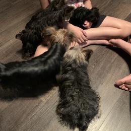 Yorkshire Terrier Puppies from Missy Lu Lap Puppies