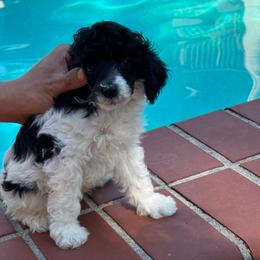 Wallen - Parti male Poodle puppy in Gainesville, Florida from Pipsqueak Mansion Poodles