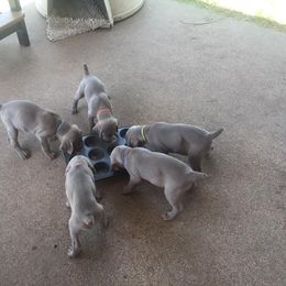 Weimaraner Puppies from Brymar Weimaraners